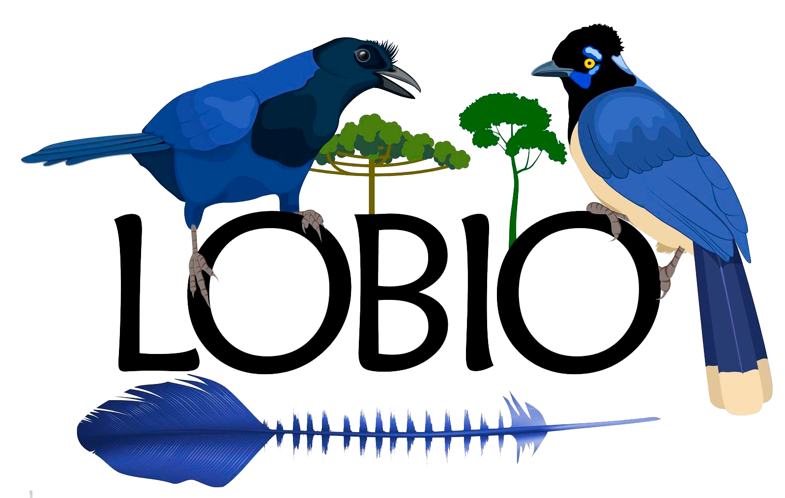 Lobio UEL